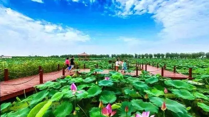 农业项目可行性报告对比分析