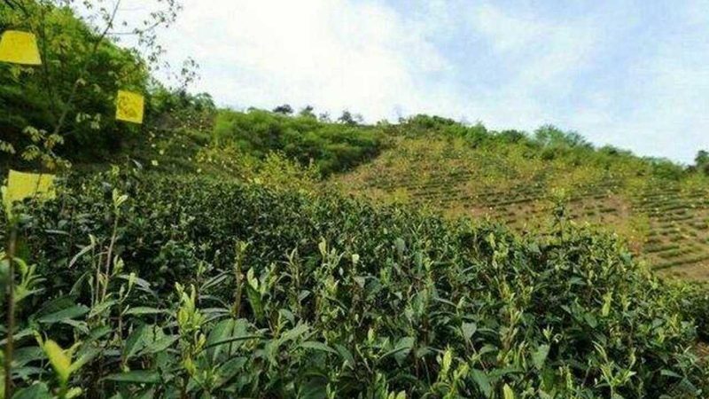 传统农业靠天吃饭，现代种植靠数据说话