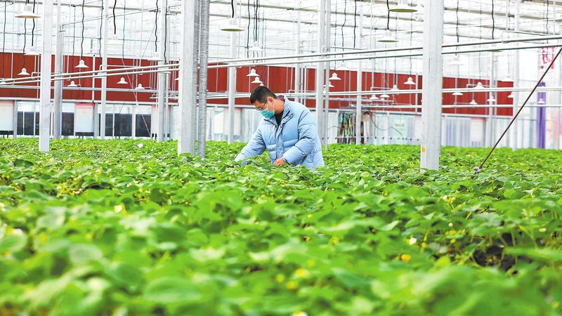 农产品出口报关代理公司排名