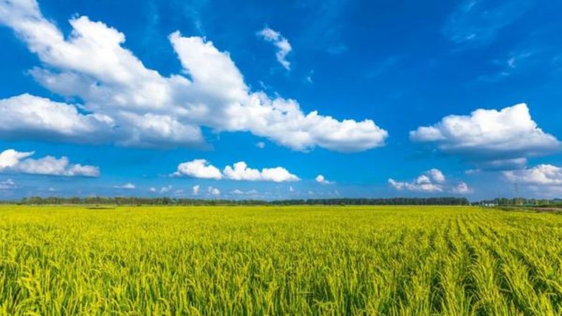 露天种植桃树防病技巧解析