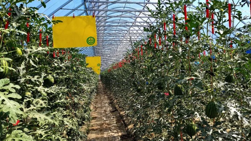 目前市场上常见的水肥一体化设备材质主要有以下几种：