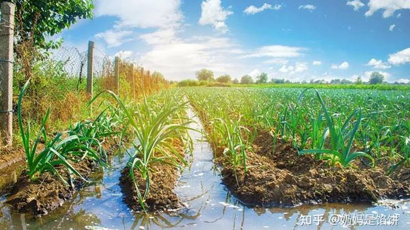 草莓种植专用肥料如何选择：关键要素与误区解析