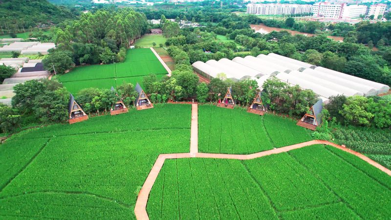 农村种植合作社：构建现代农业的生力军