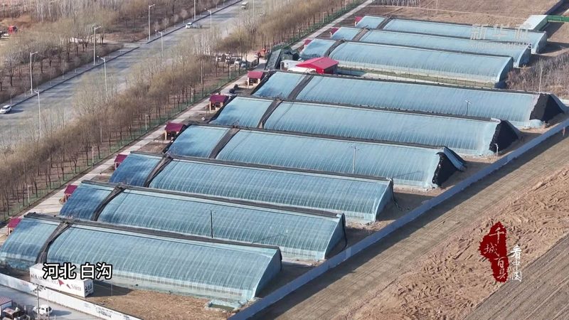 大棚种植成本解析：一亩多少钱的真相**