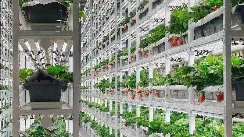 反季节水果，农业新蓝海？市场前景如何解析**